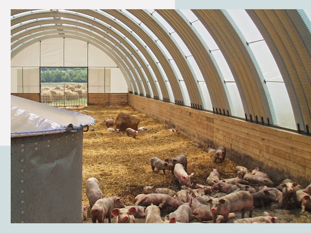 Строительство свинарников в Щербинке