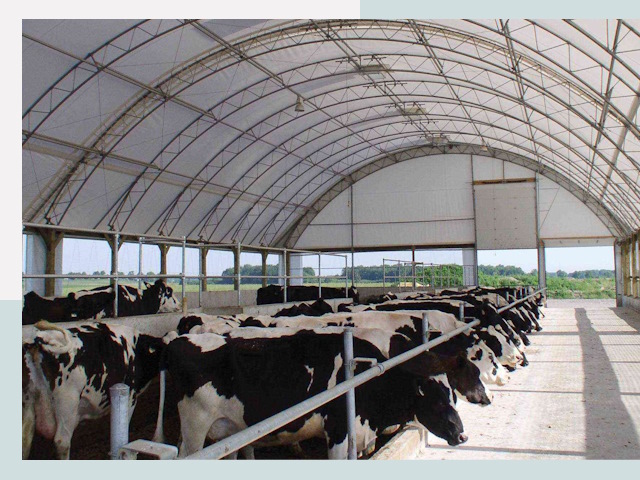 Тентовые коровники в Щербинке